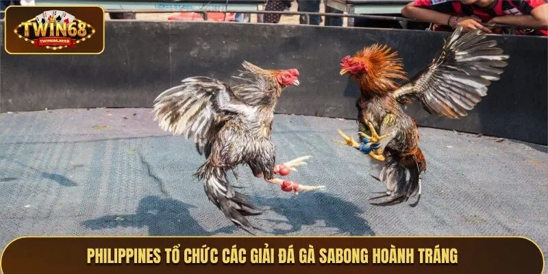 Philippines tổ chức các giải Sabong hoành tráng