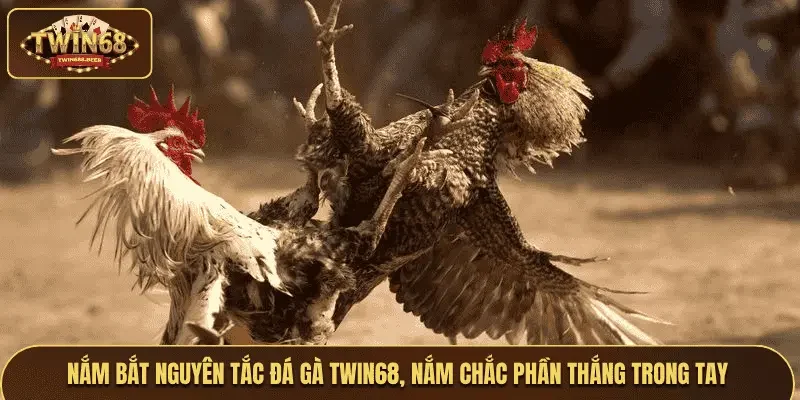 Nắm bắt quy định đá gà Thái Lan nâng cao chiến thắng