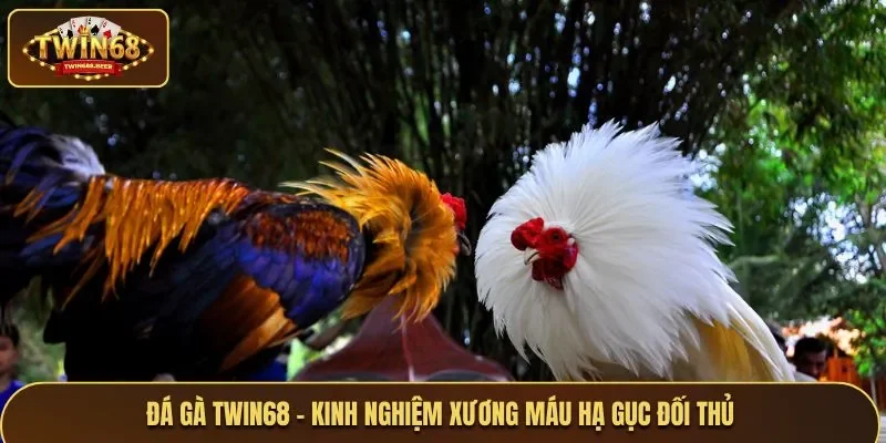 Giới thiệu tất tần tật về đá gà Twin68
